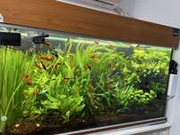 Plante acvariu easy .
