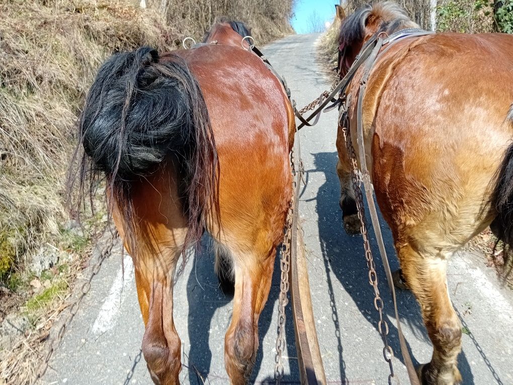 Cai castrați de vanzare