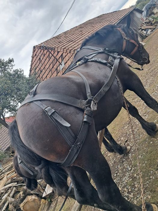 Vând cal pentru tracțiune