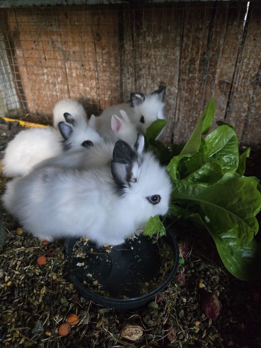 Декоративни зайчета