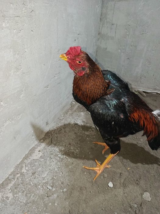 Jo'ja sotiladi 4 kilo Nemis zot