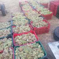 Struguri de vin calitate întâia transportăm în toată țara sunați 0730