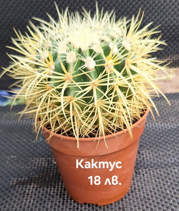 Предлагам стайни растения