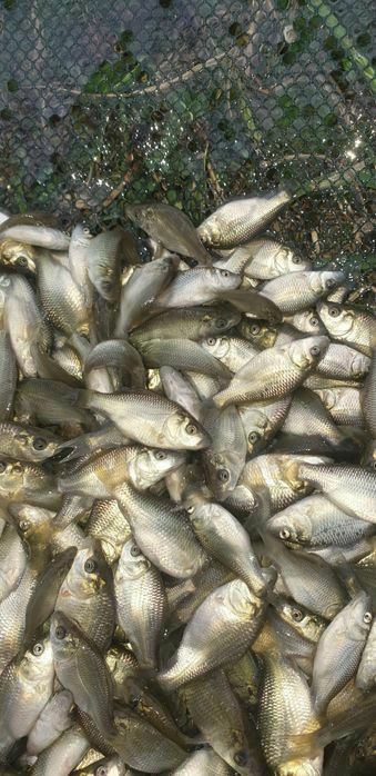 Puiet crap ten fitofag