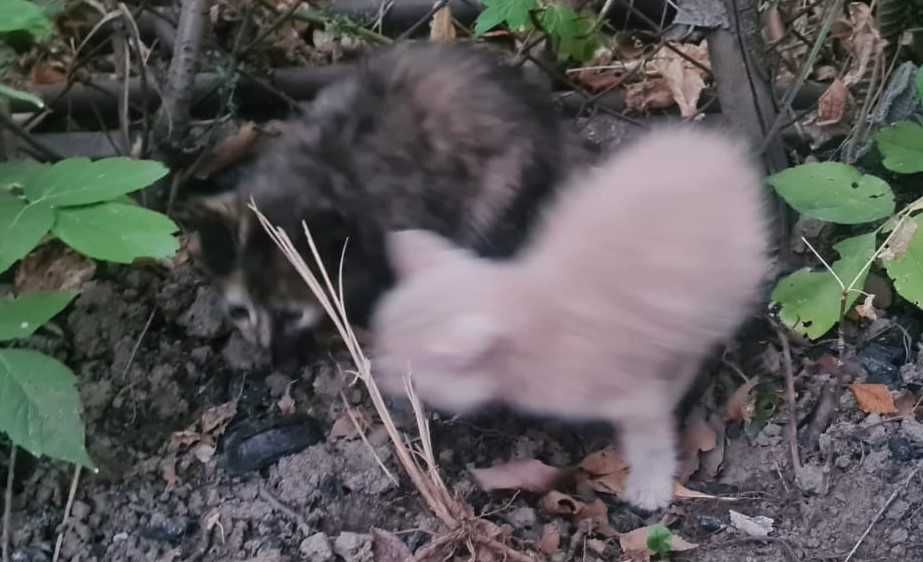 Котята ищут дом!!!
