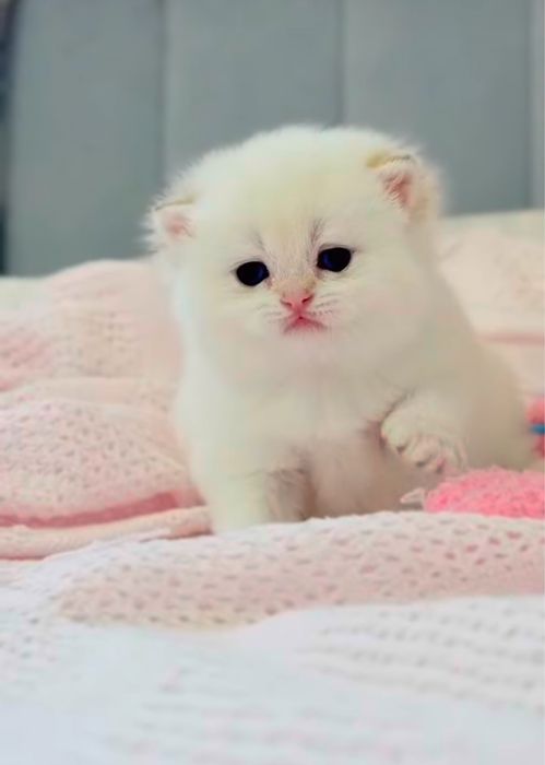 Британские котята шиншиллы чистокровные