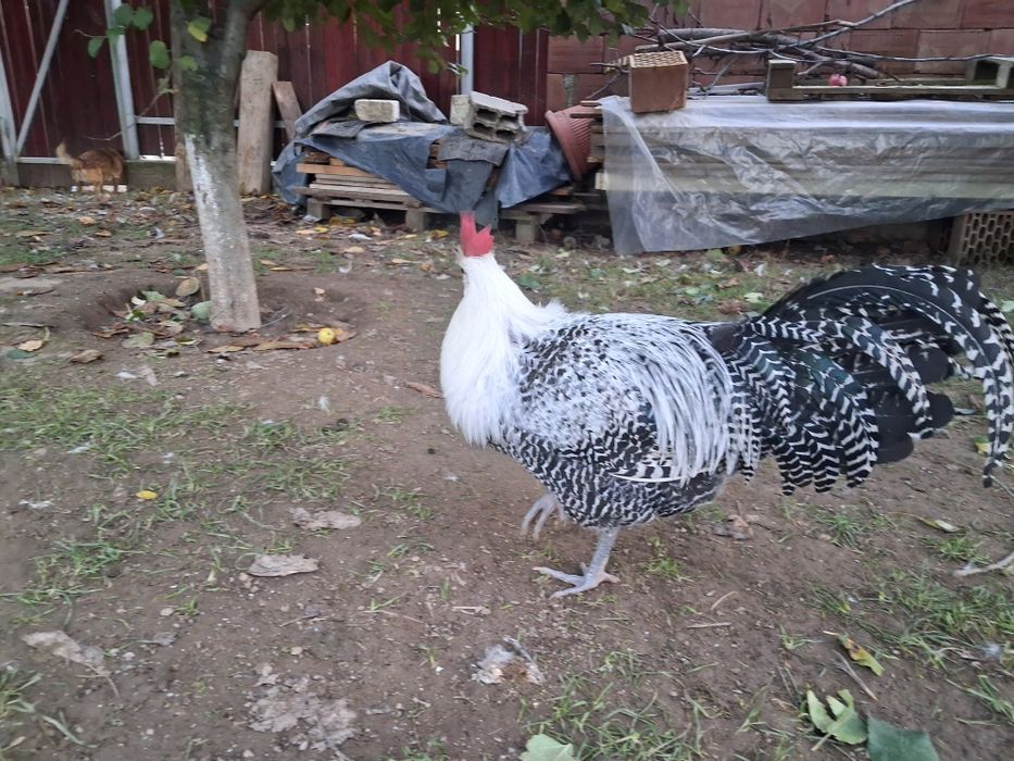 Vând  cocoși si gaini Brakel outoare