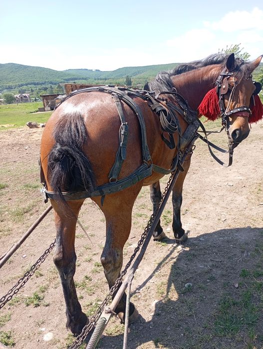 Iapa de vânzare de 6ani