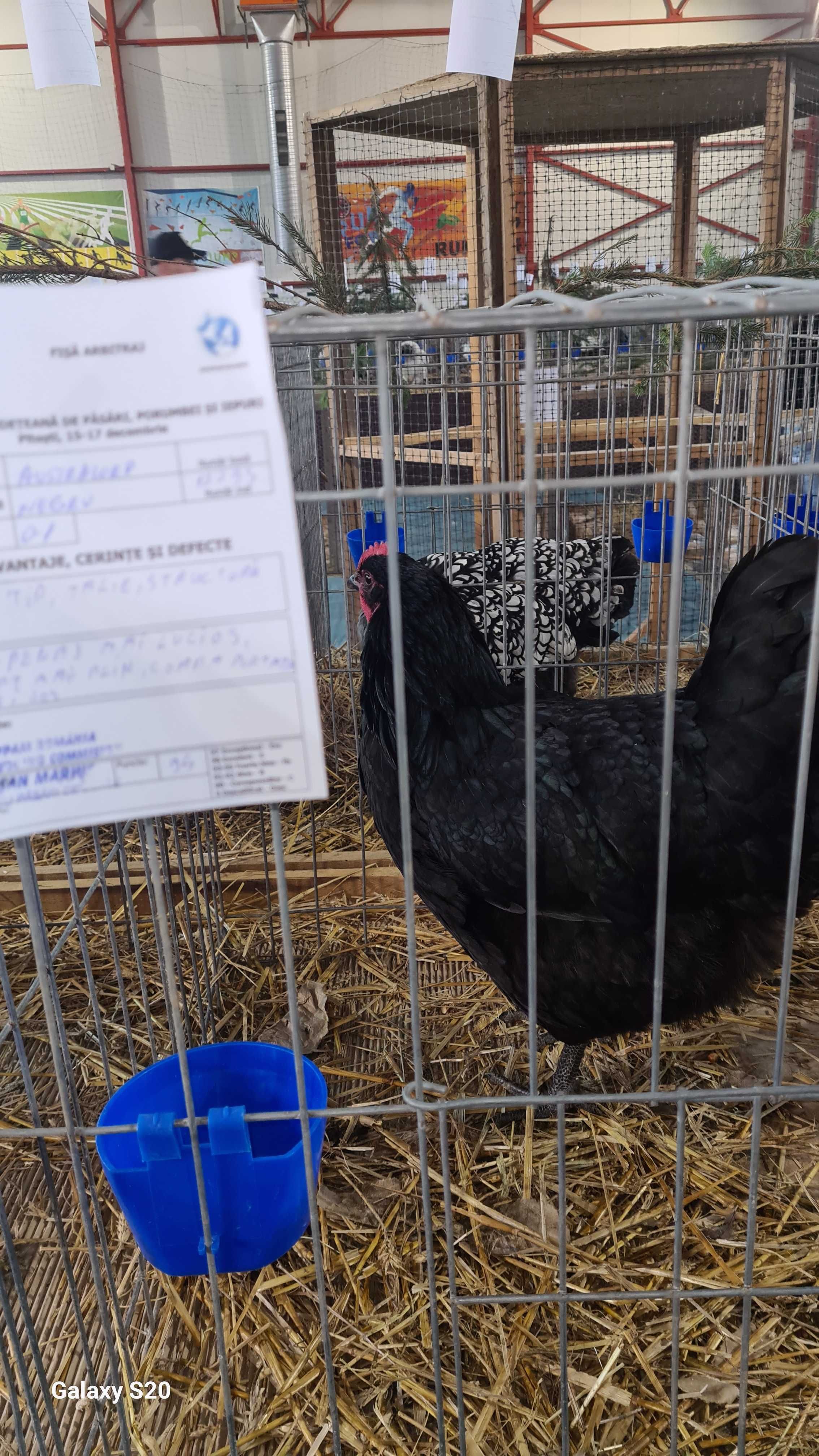 Vand oua australorp negru