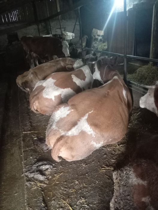 Vând vaci, 15 mame, 3 juninci (2gestante)