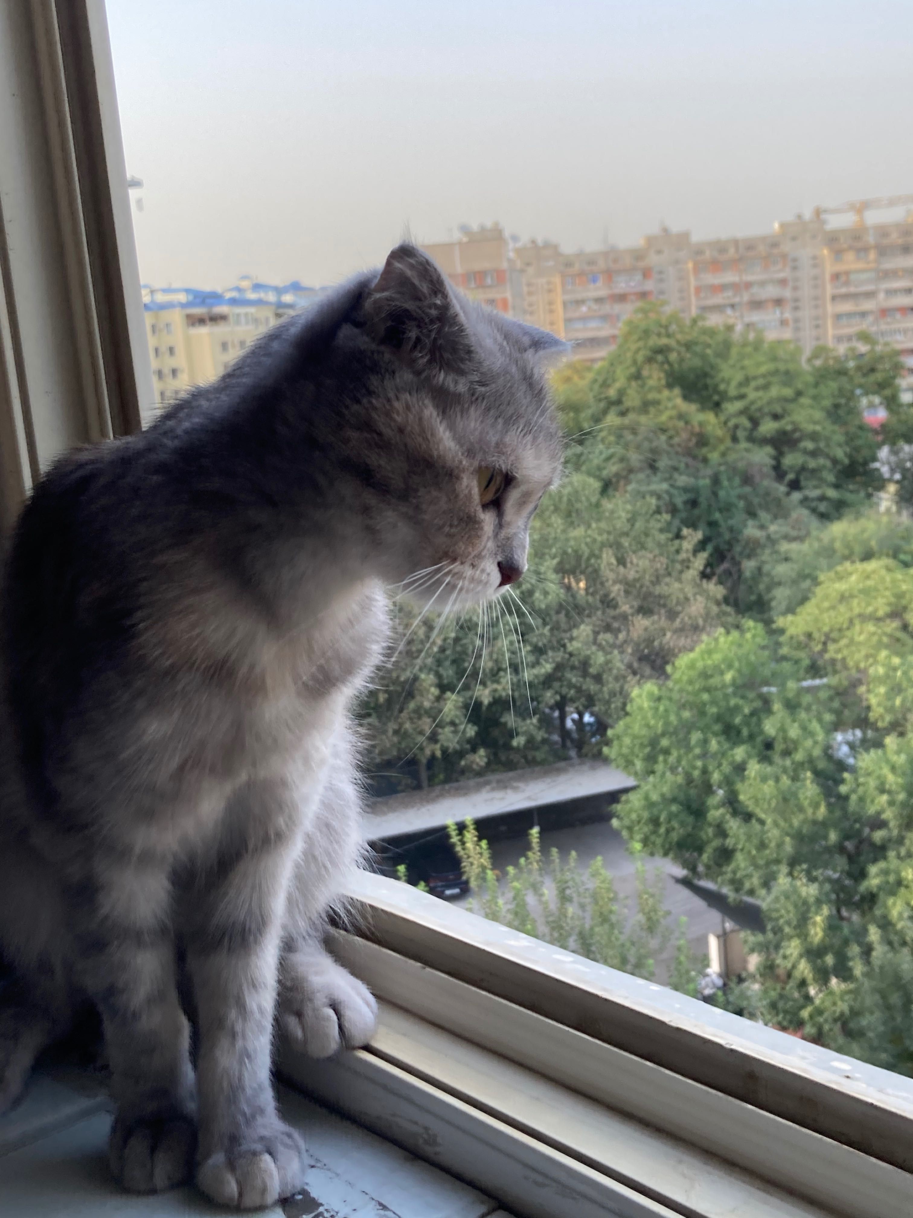 Шотландский скоттиш фолд