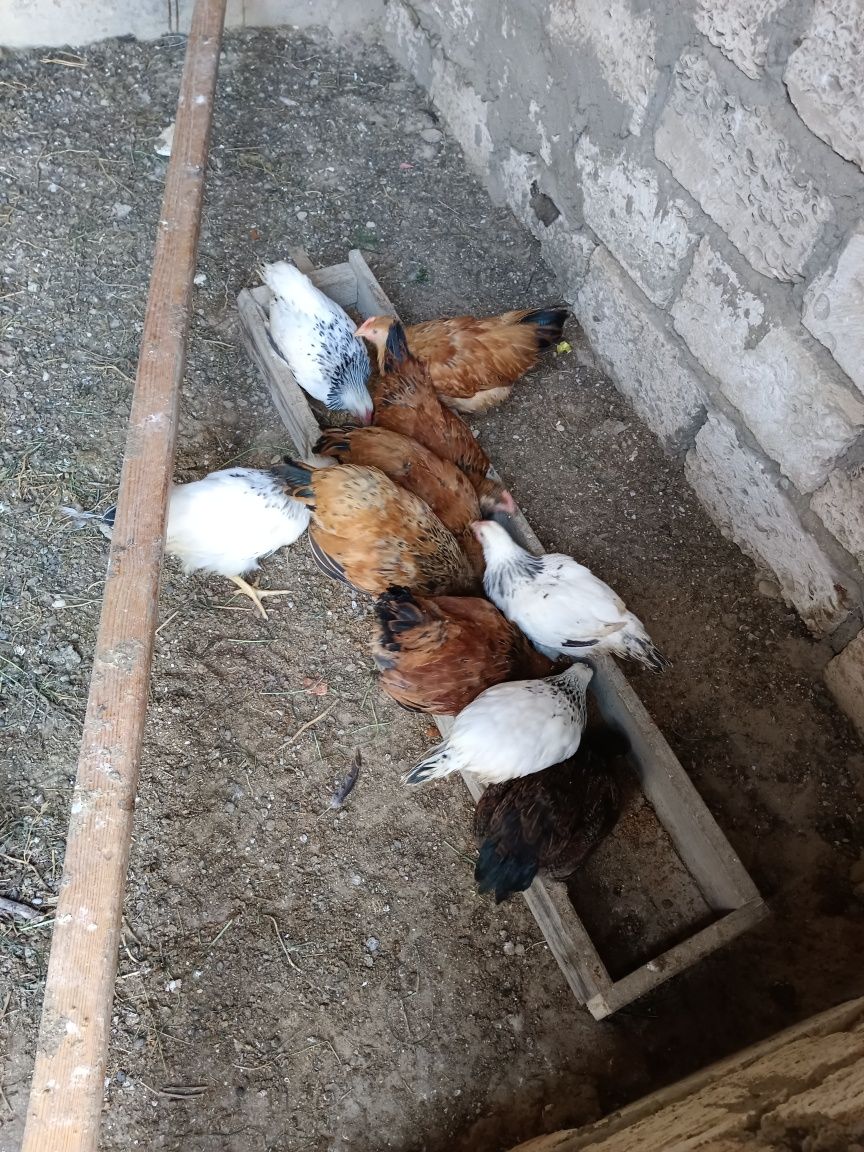 Продам  цыплят  через два месяца снут курицами сорок штук было остр