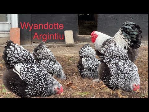 Wiandote argintiu, oua de incubat