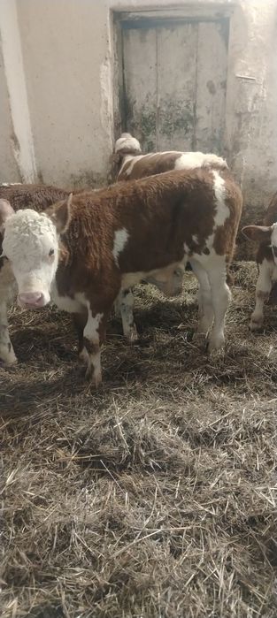 Vand vitei baltata românească