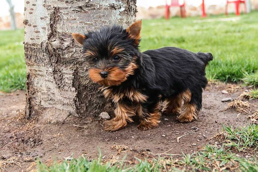 Йоркширски териер, мини йорки момиче