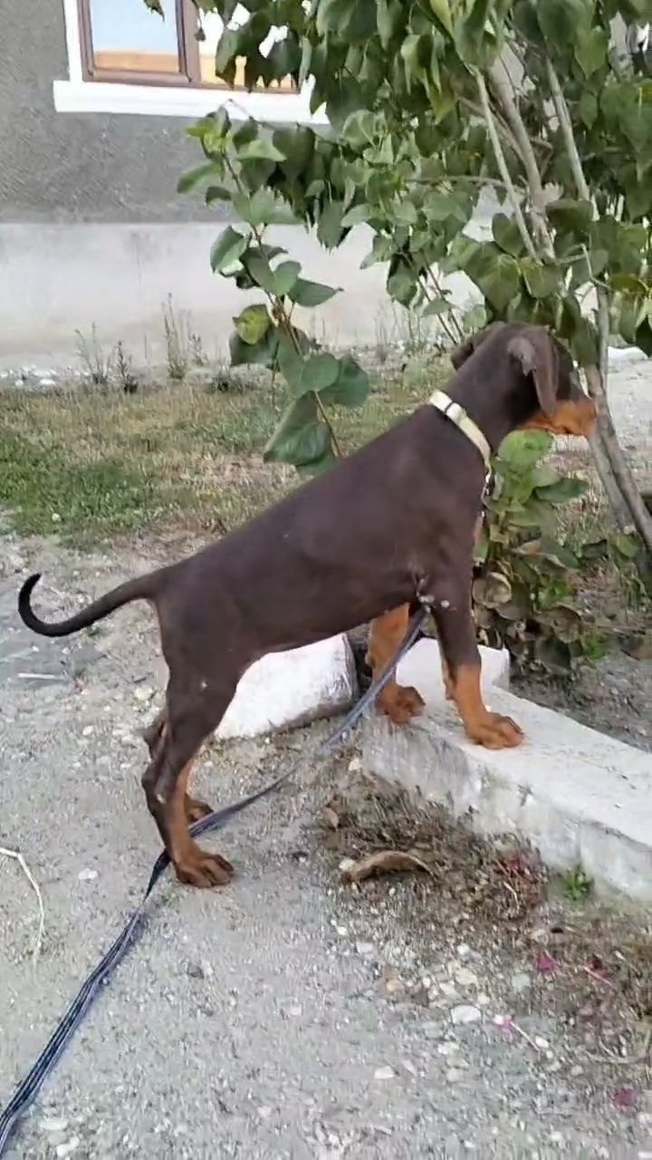 Vând femelă doberman maro cu pedigree