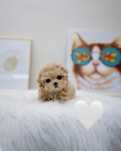 Maltipoo mini toy Pudel Poodle toy ofer transport