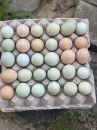 Oua verzi / albastre pentru incubat