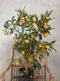 Цитрусови дръвчета лимон, портокал, мини мандарина, кумкуат
