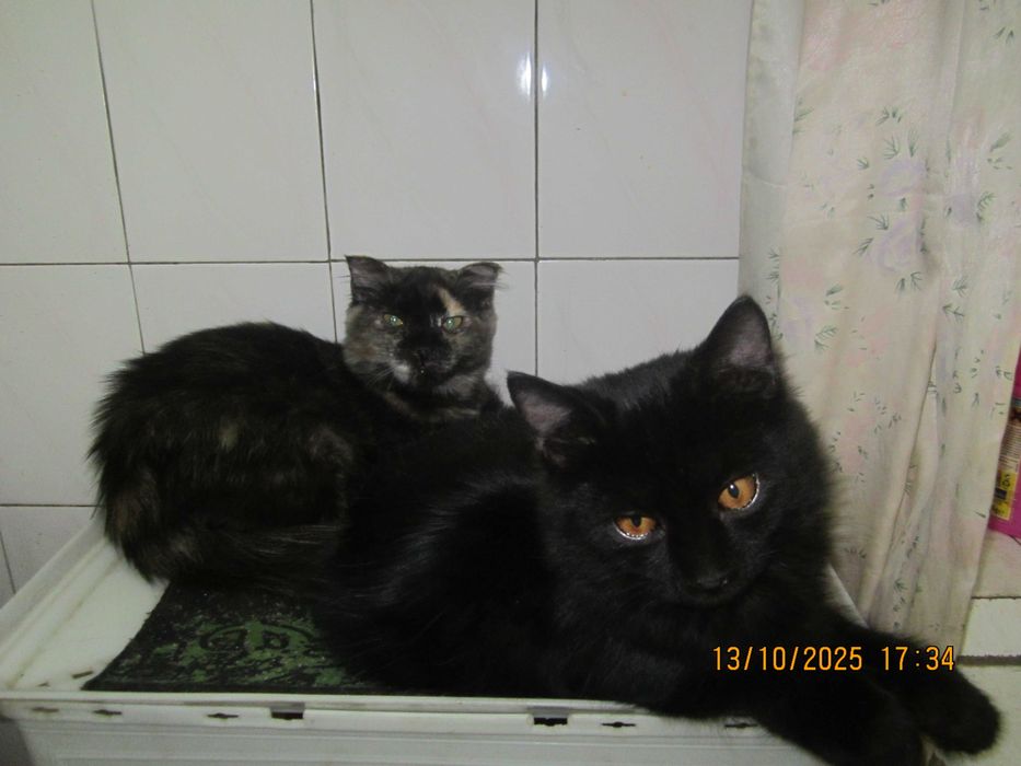 Котята в добрые руки. смотрите другие объявления автора