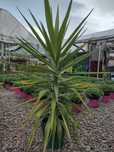 Plante ornamentale 1'50 m