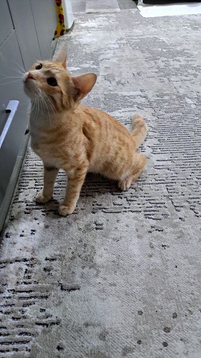 Отдам даром котенка