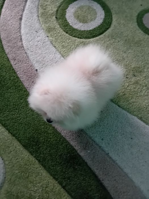 Померан мини - мъжко