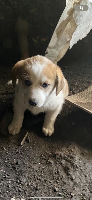 Щенки в добрые руки