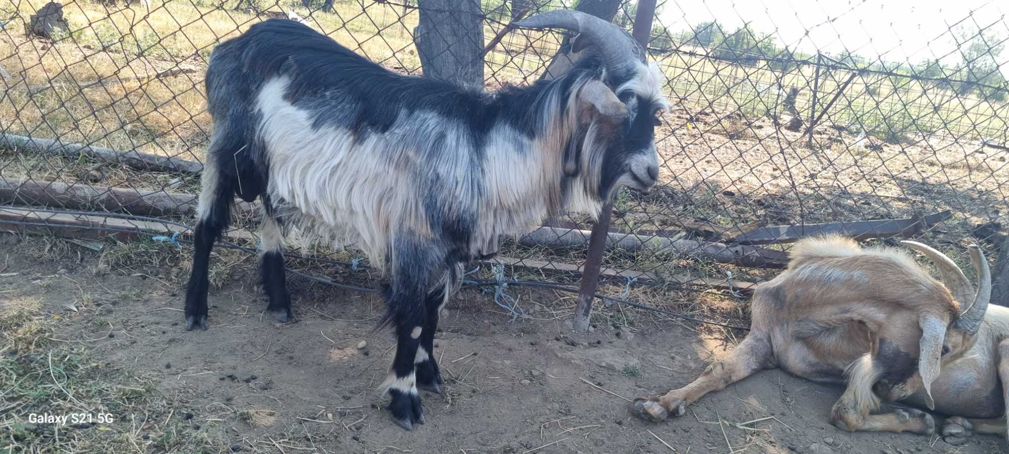Se dau doi tapi foarte buni de monta