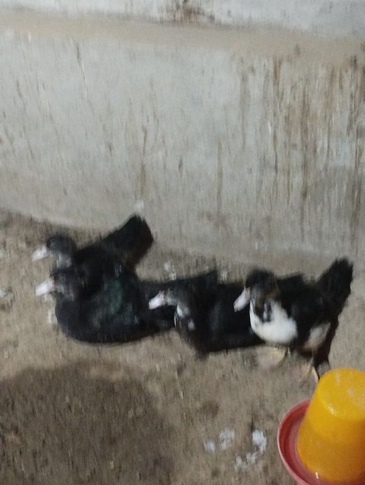 Продаётся утки самки и самец