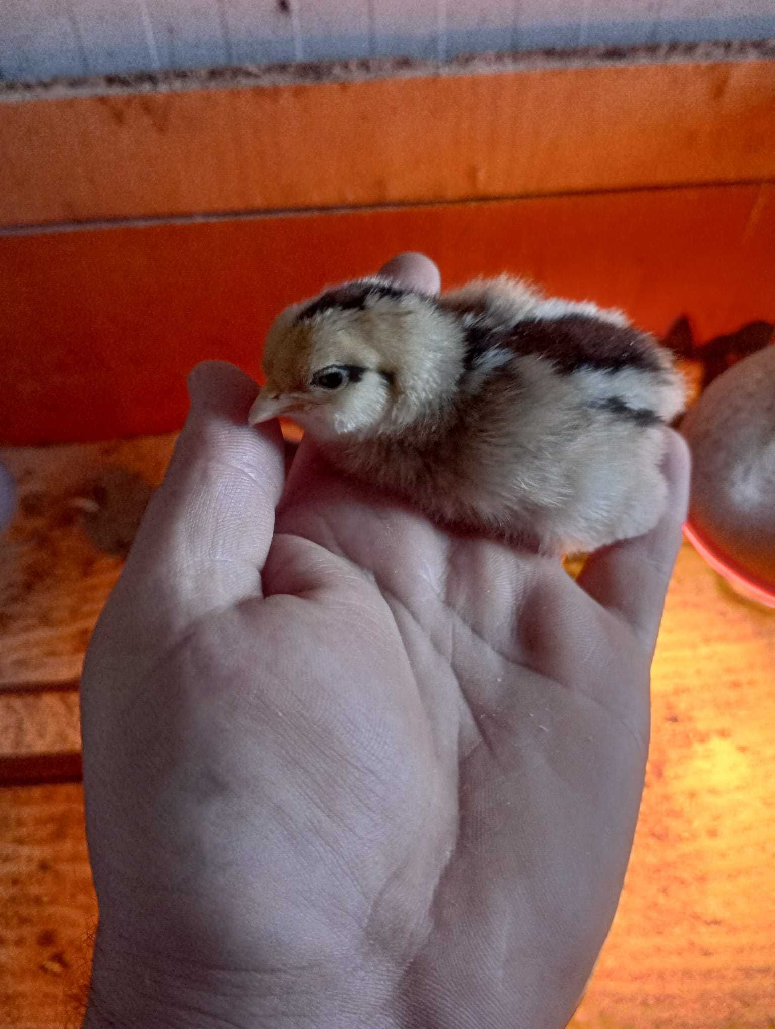 Pui  rasa australorp negru si albastru,  italian potarnichiu