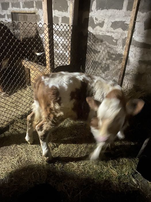 Vând vițel. Sat Șerel. Com Pui