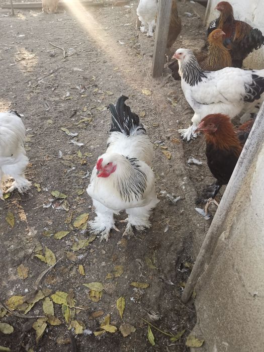 Vând cocoși brahma hd