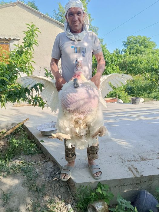 Big6 kurka goʻshti