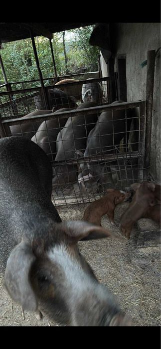 Vand curci si curcani