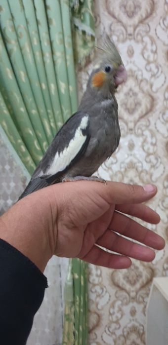 Papugay karelo 2 oylik tuchnoy