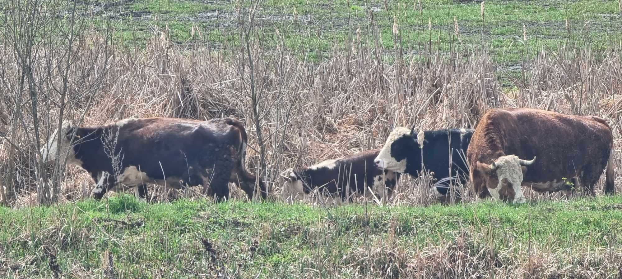 Vând 4 vaci + 1 vițel – foarte bune pentru lapte