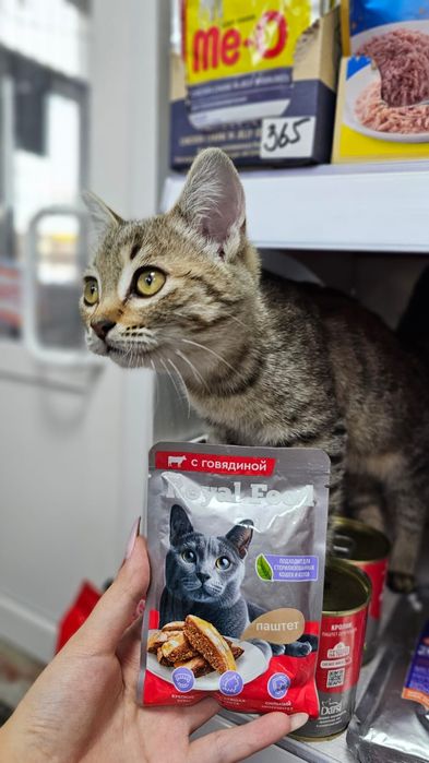 Отдам котенка в добрые руки