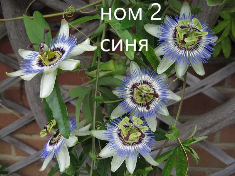 Пасифлора - Passiflora Налични 4 цвята