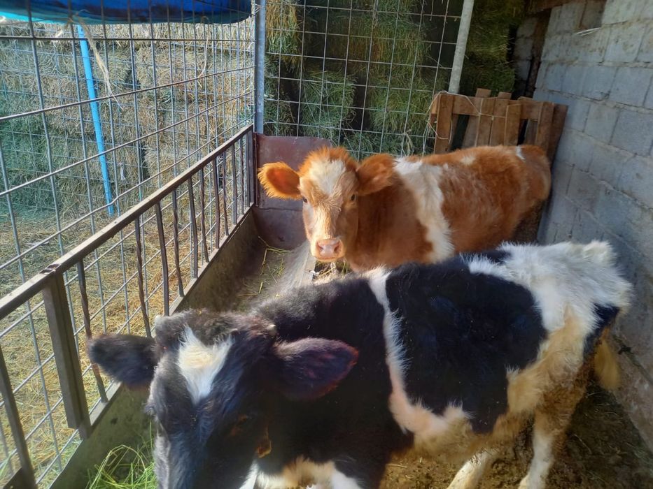 Продам трех телят