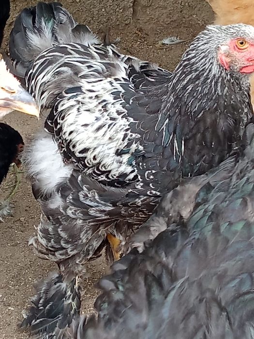 Cocos brahma si cochinchina