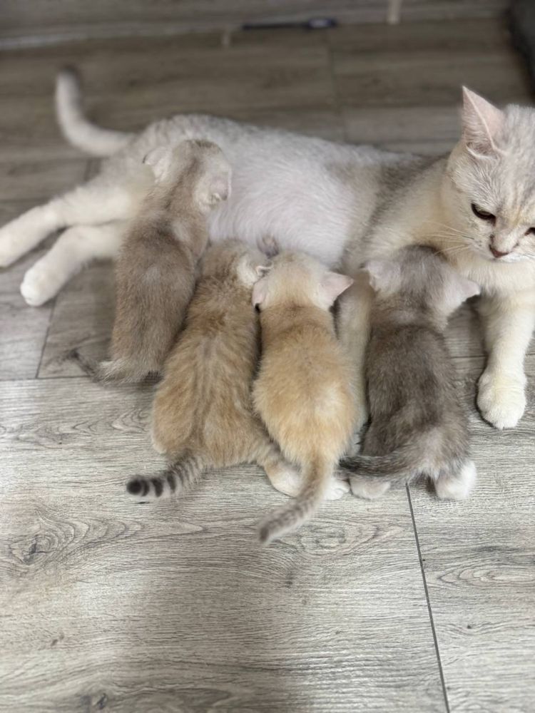 Котята скотиш фолд и страйт. От породистых родителей.