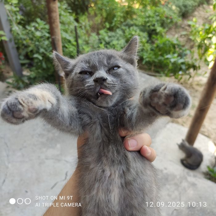 Котята в хорошие руки