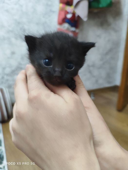 Котята отдам в хорошие руки!
