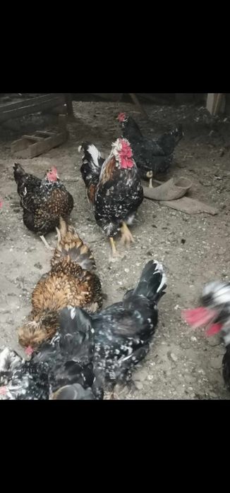 Vând pui (cocoșei) de casă