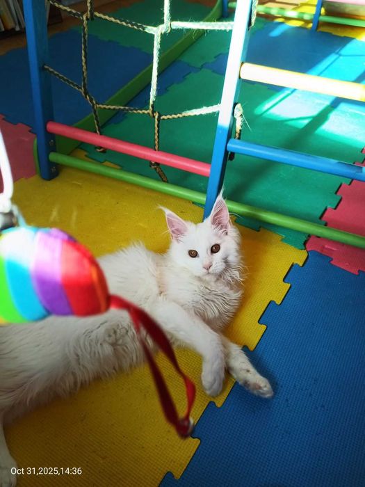 Продавам сладко котенце Мейн Куун