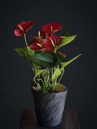 Антуриум  (Мужское Счастье) орхидея