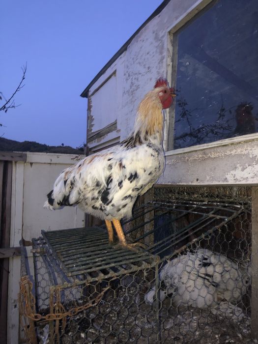 Cocoși de vanzare 5