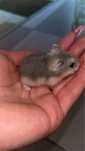 Vand hamsteri micuti  …