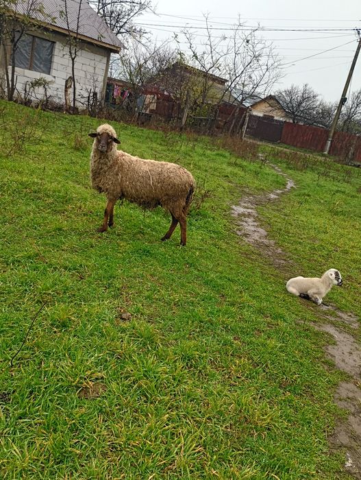 3 oi de vânzare cu miei langa ele